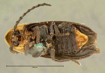 Media type: image;   Entomology 2775 Aspect: habitus ventral view